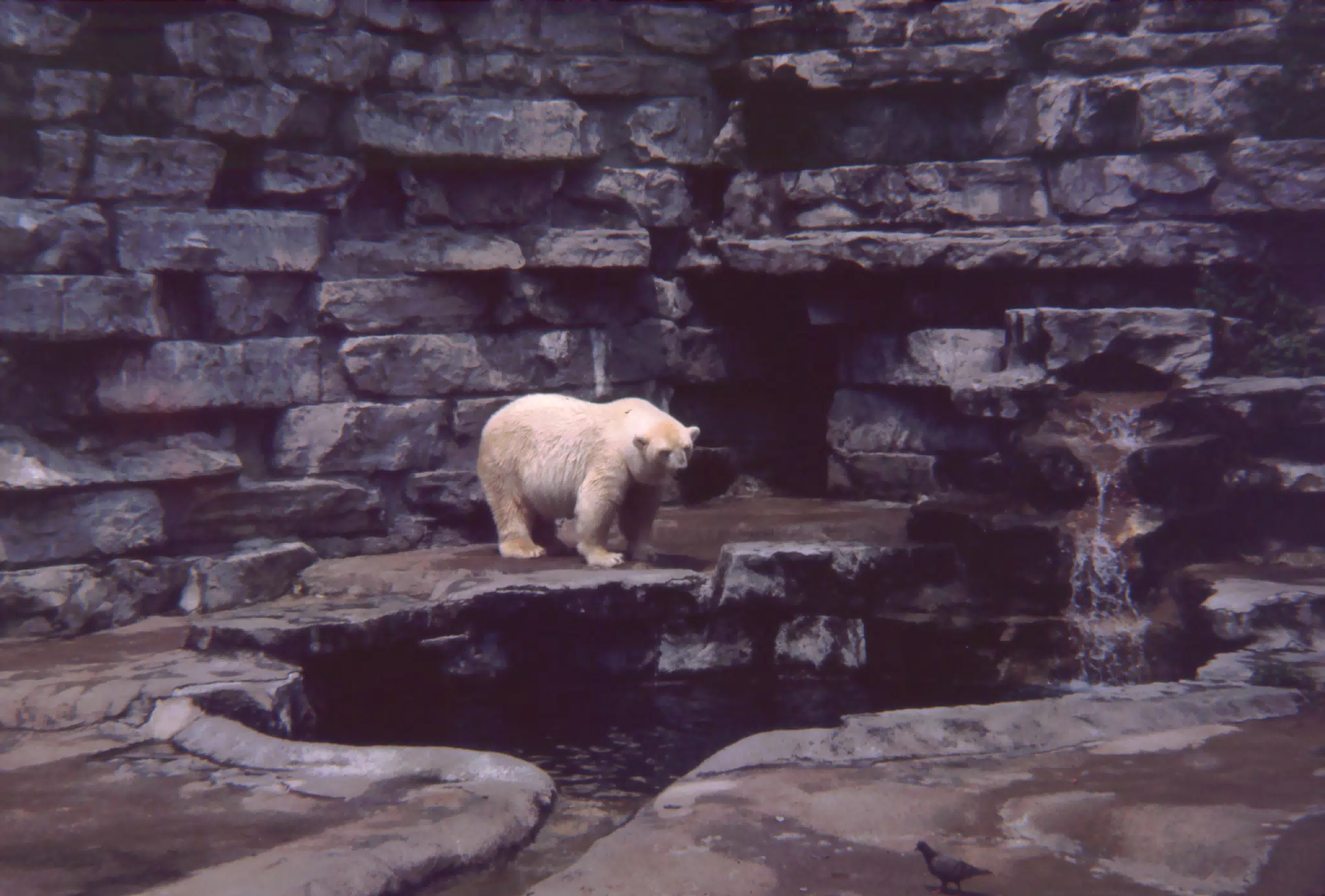 Polar Bear at the Zoo