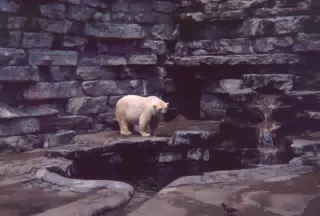 Polar Bear at the Zoo