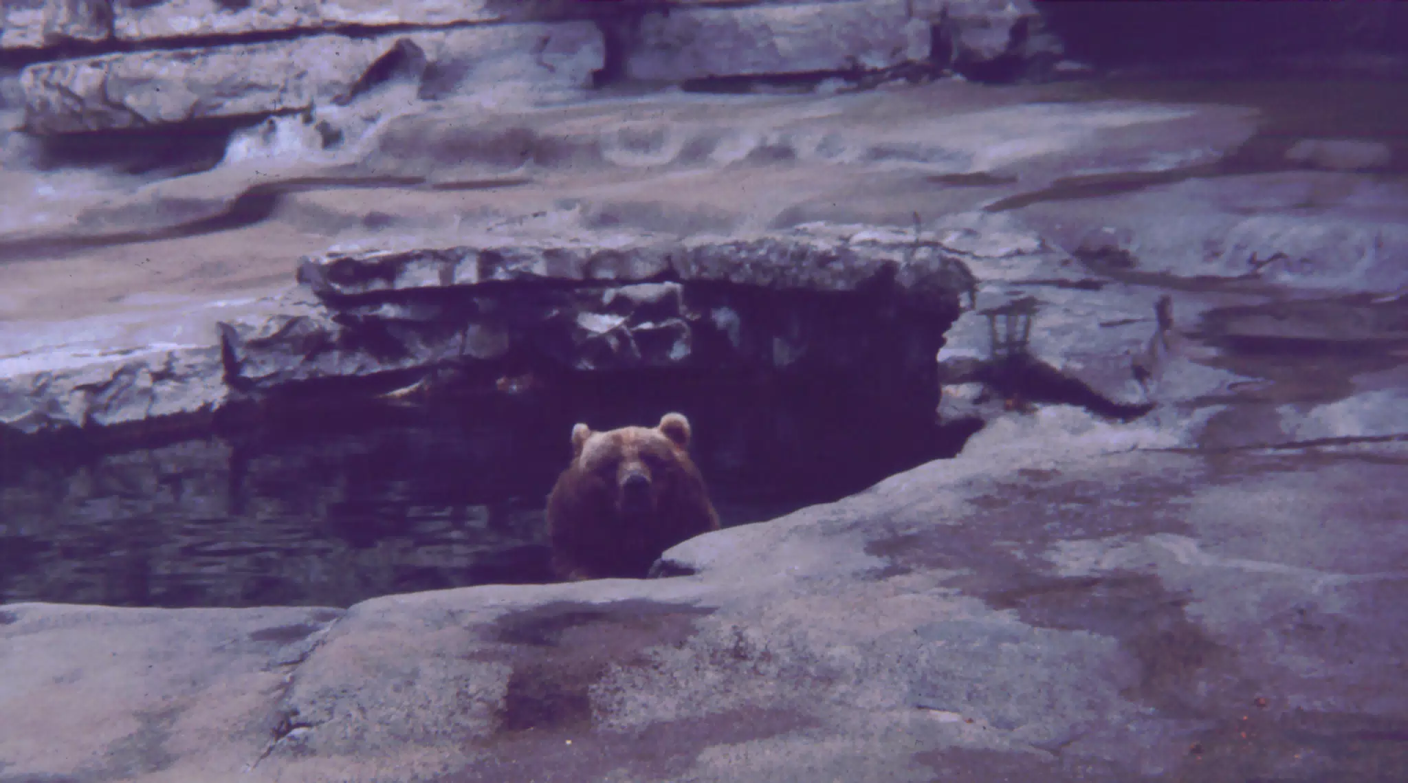 Bears at Zoo
