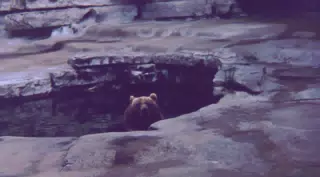 Bears at Zoo