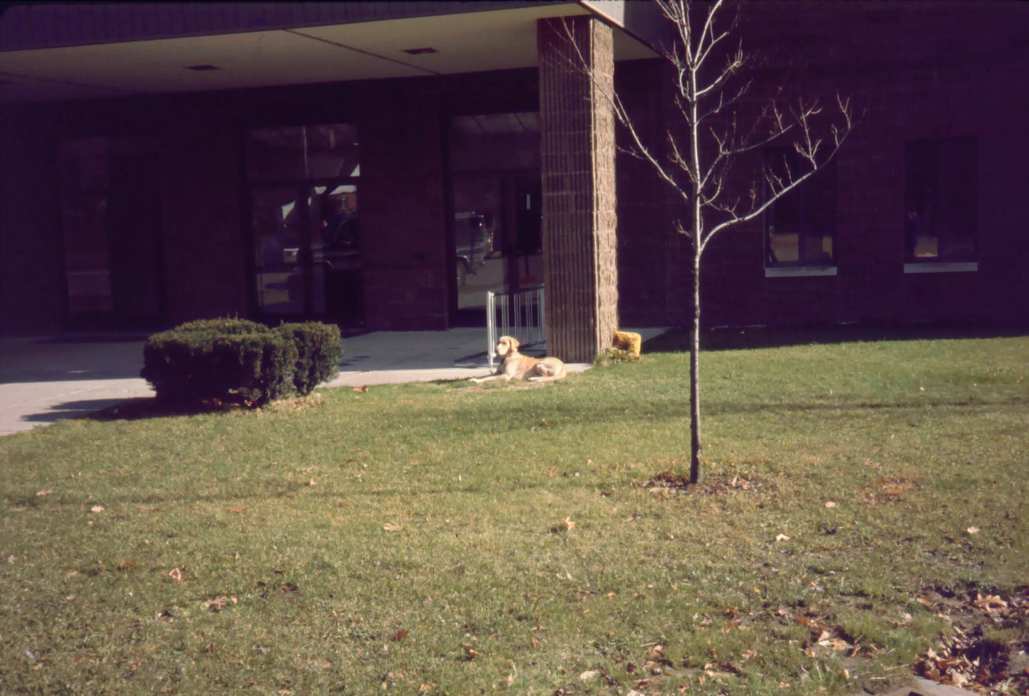 Houghton College