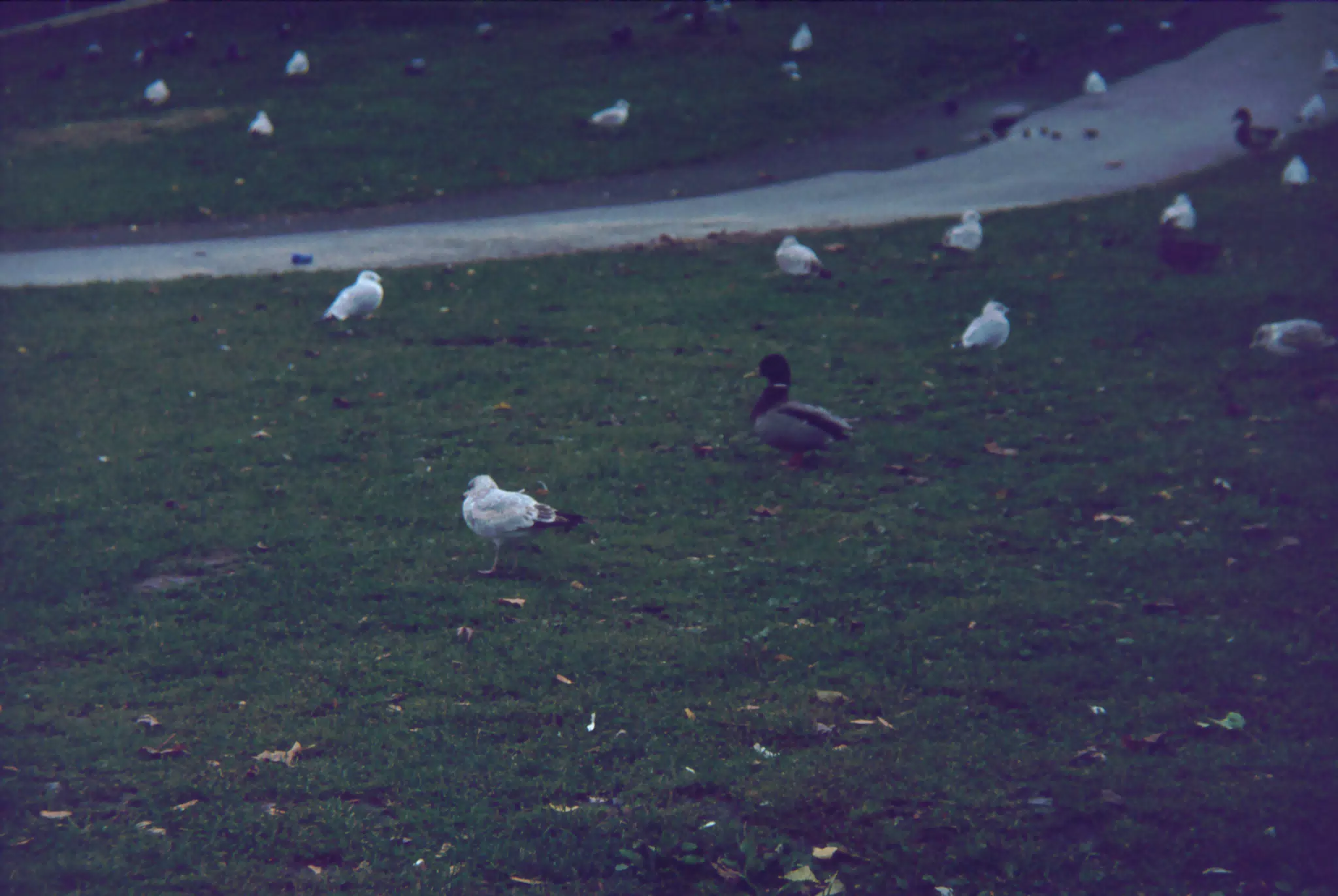 Seagulls at Charlotte