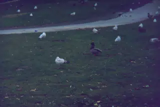 Seagulls at Charlotte