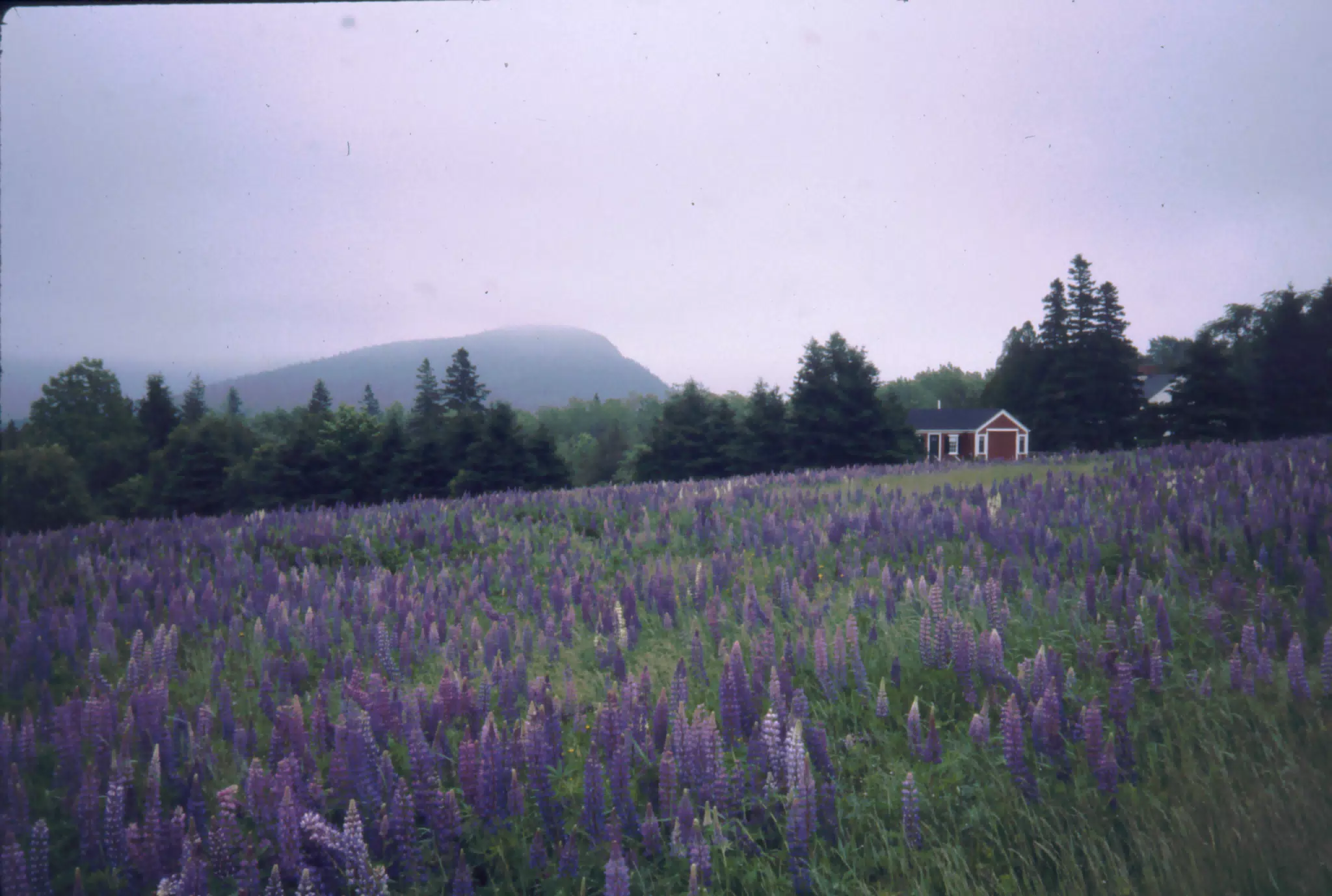 Mount Desert Island, Maine