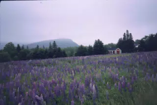 Mount Desert Island, Maine