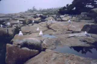 Seagulls on Mt. Desert Island, Maine