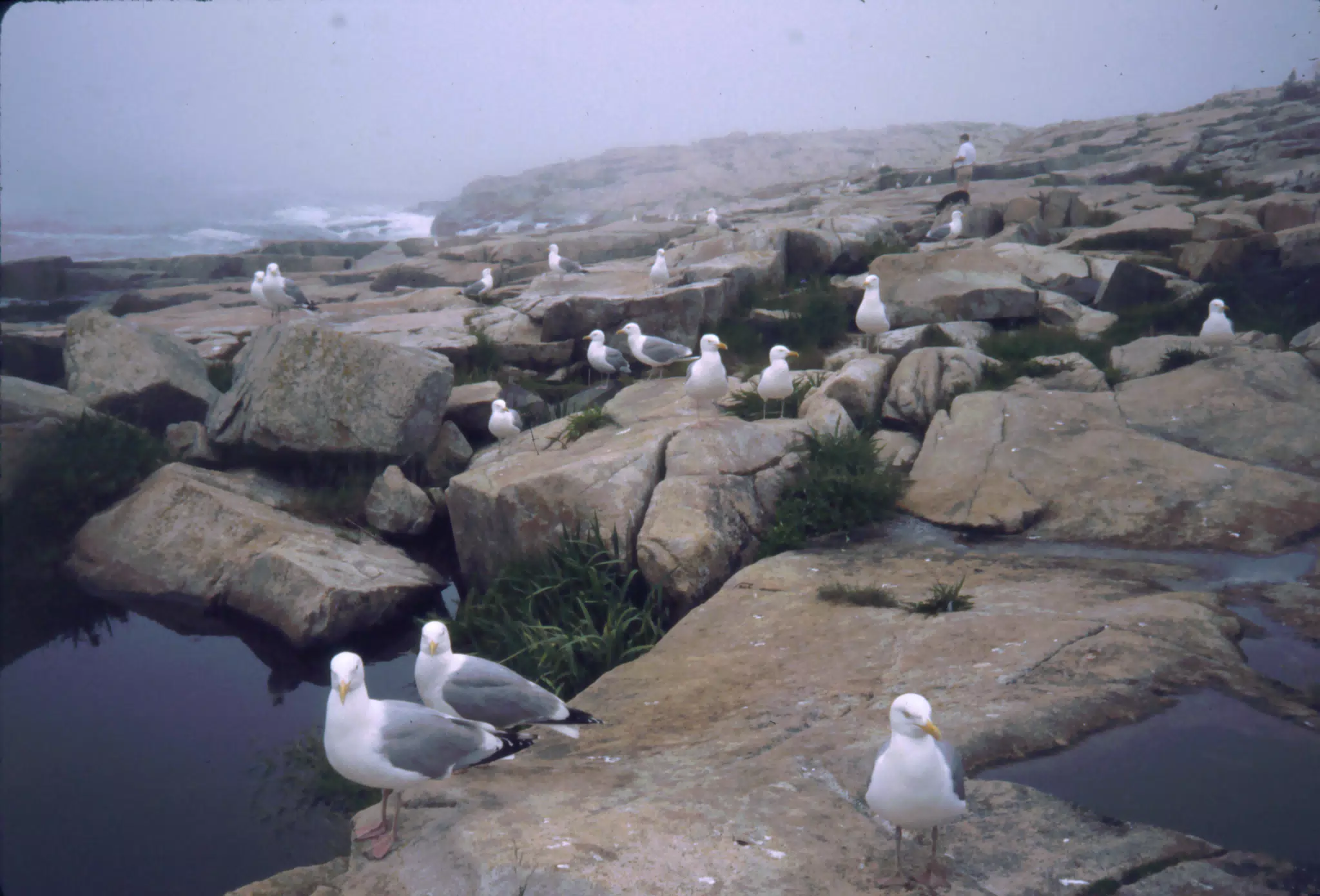 Seagulls on Mt. Desert Island, Maine