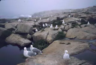 Seagulls on Mt. Desert Island, Maine