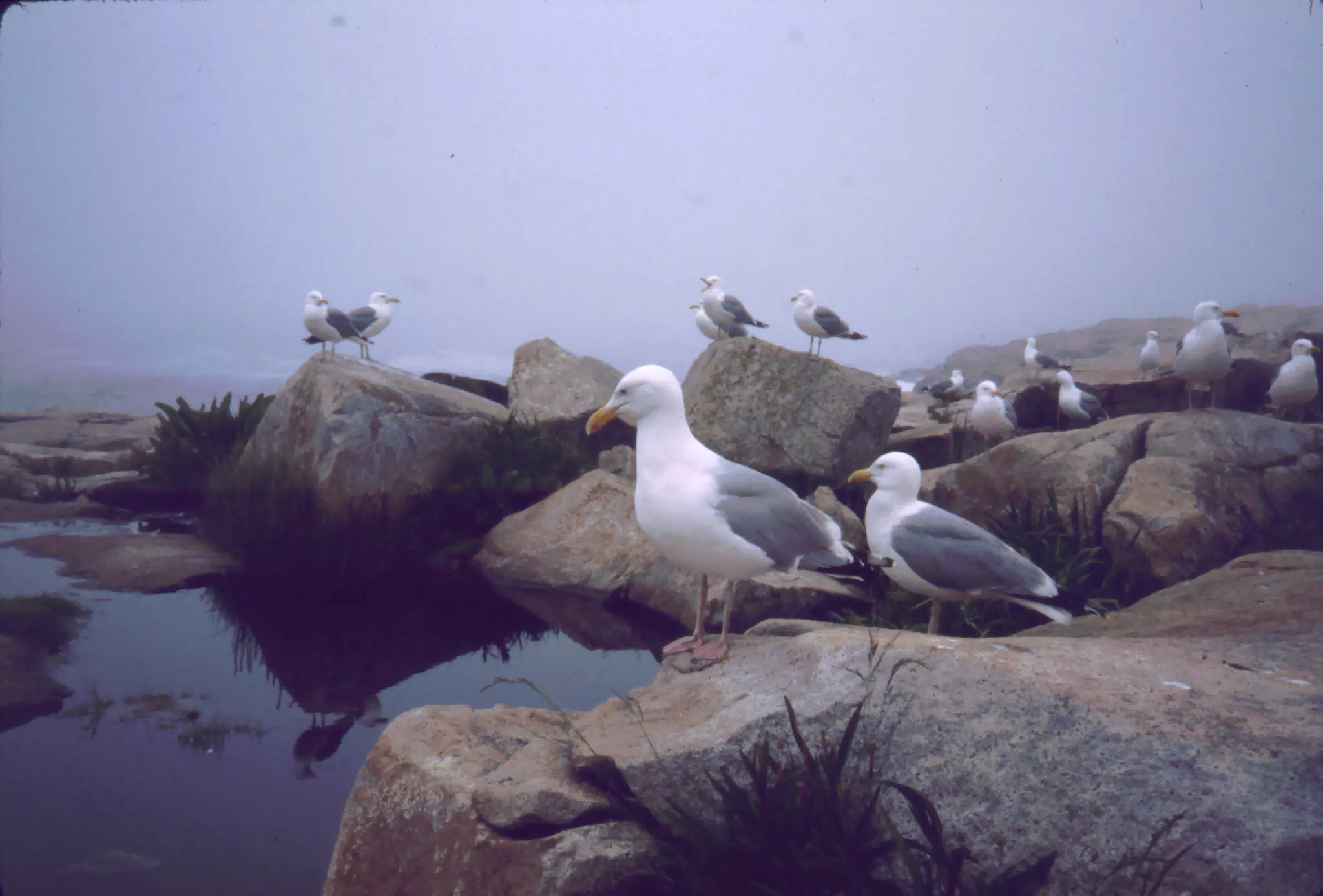Seagulls on Mt. Desert Island, Maine