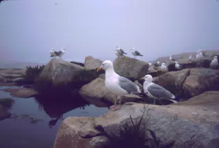 Seagulls on Mt. Desert Island, Maine