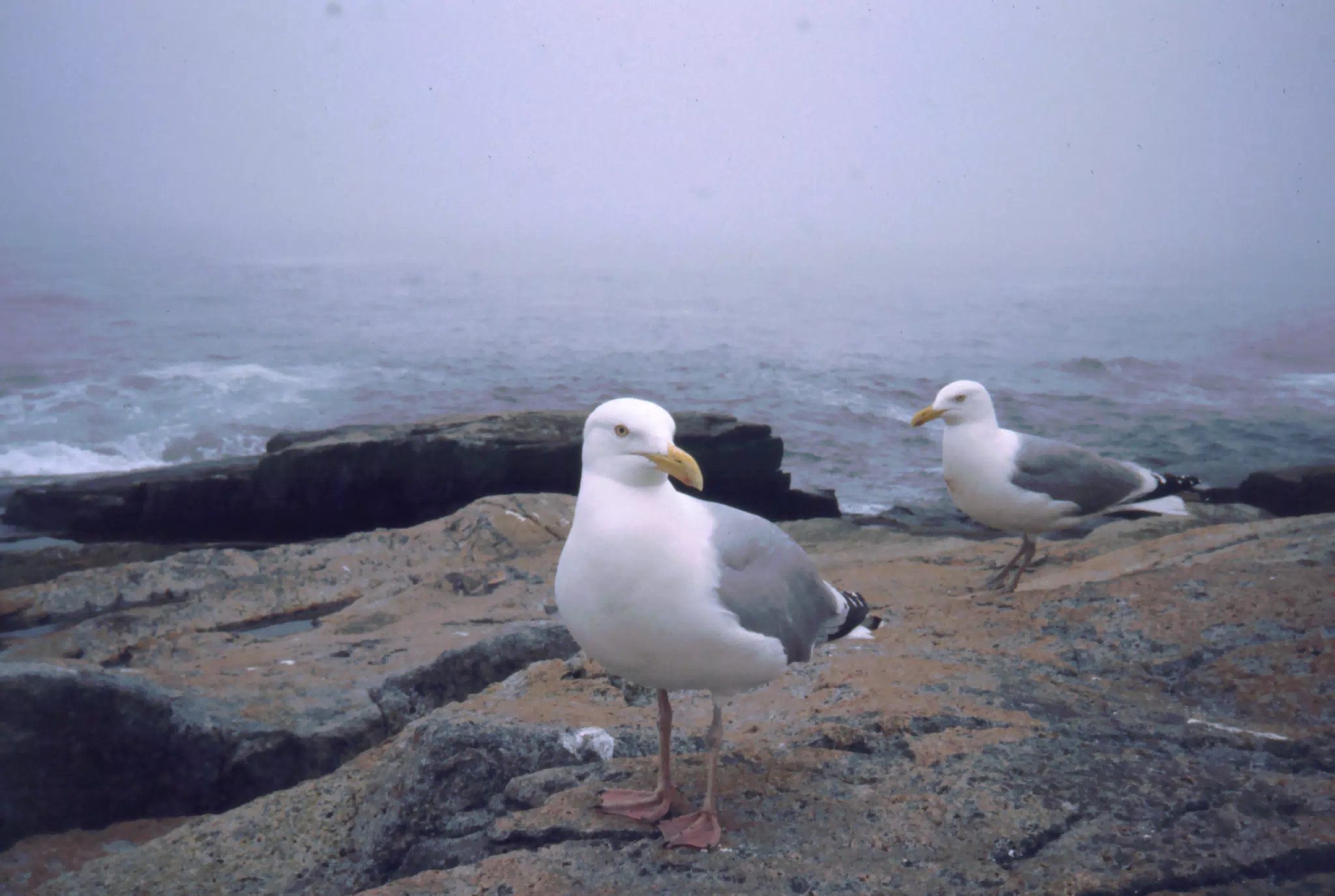 Seagulls on Mt. Desert Island, Maine