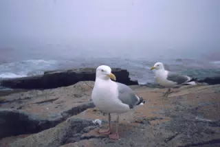 Seagulls on Mt. Desert Island, Maine
