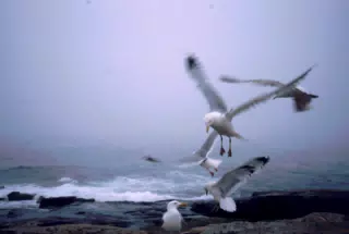 Seagulls on Mt. Desert Island, Maine