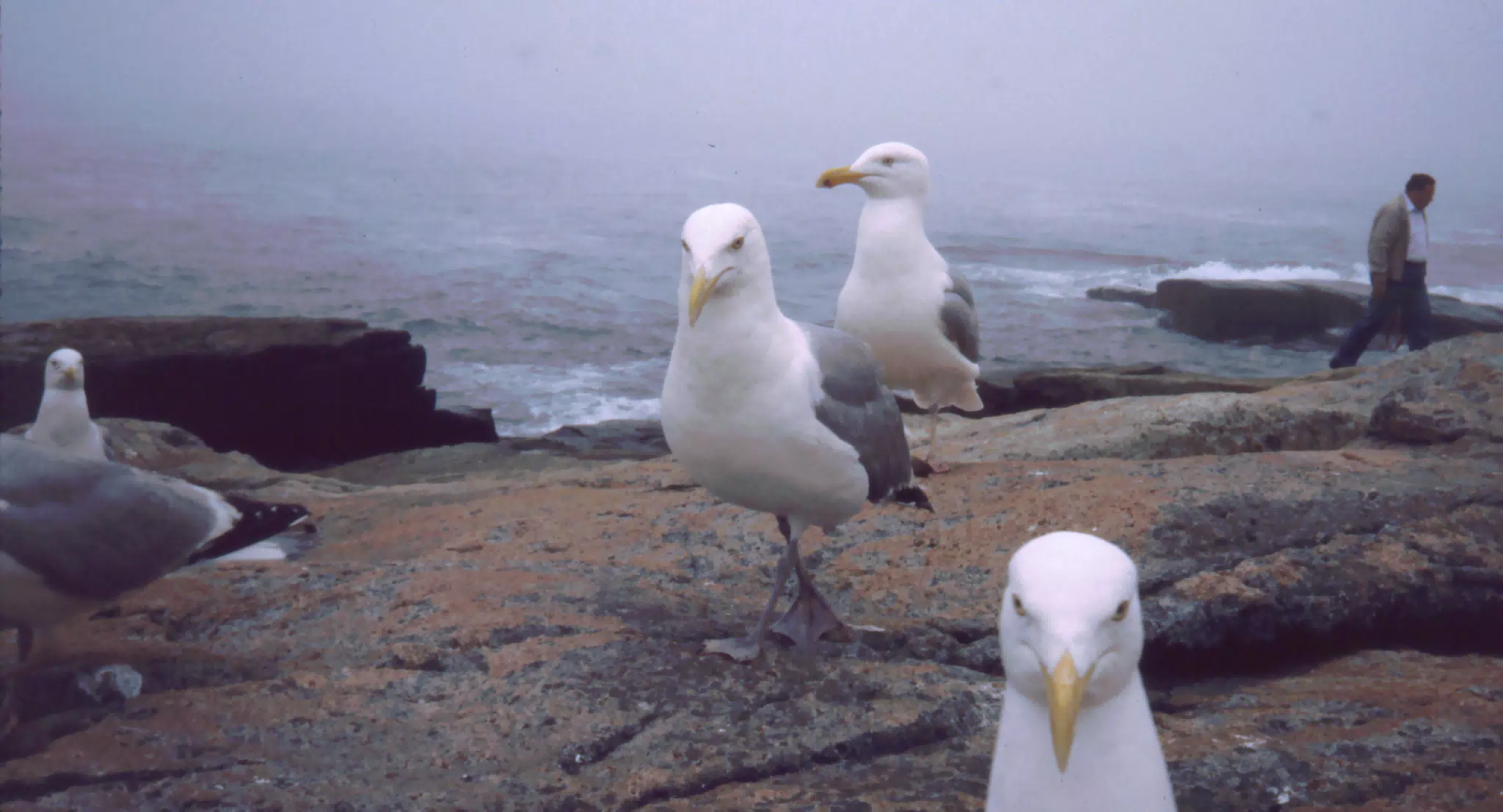 Seagulls on Mt. Desert Island, Maine