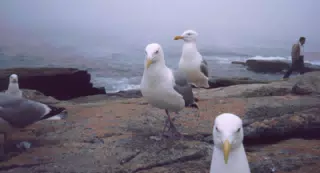 Seagulls on Mt. Desert Island, Maine