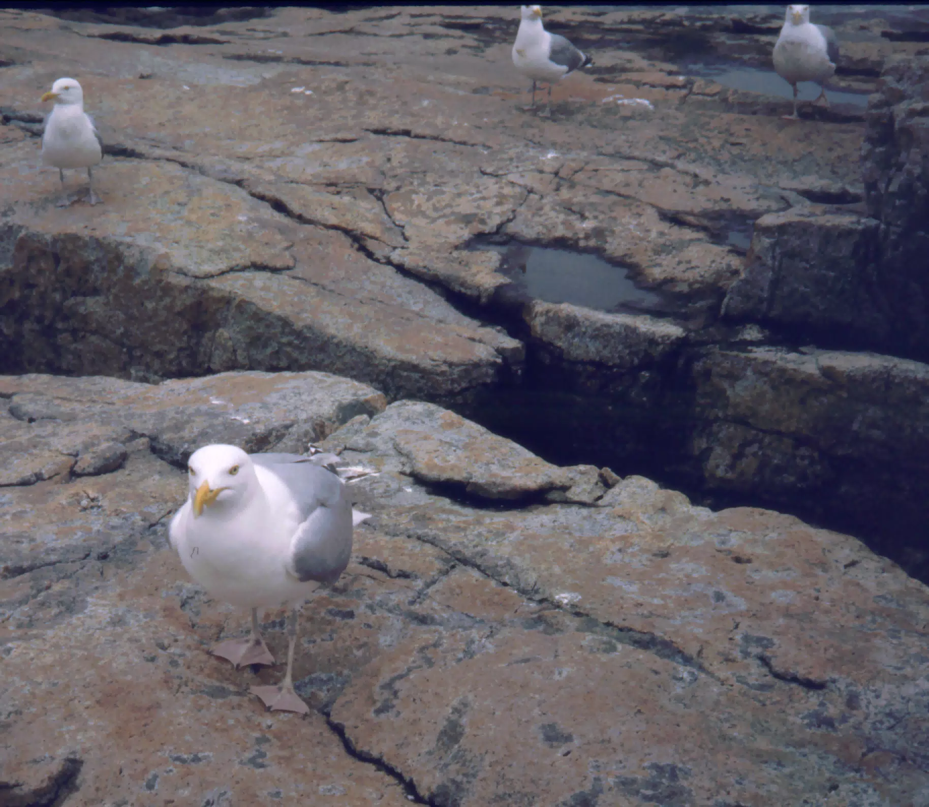 Seagulls on Mt. Desert Island, Maine