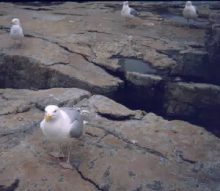 Seagulls on Mt. Desert Island, Maine
