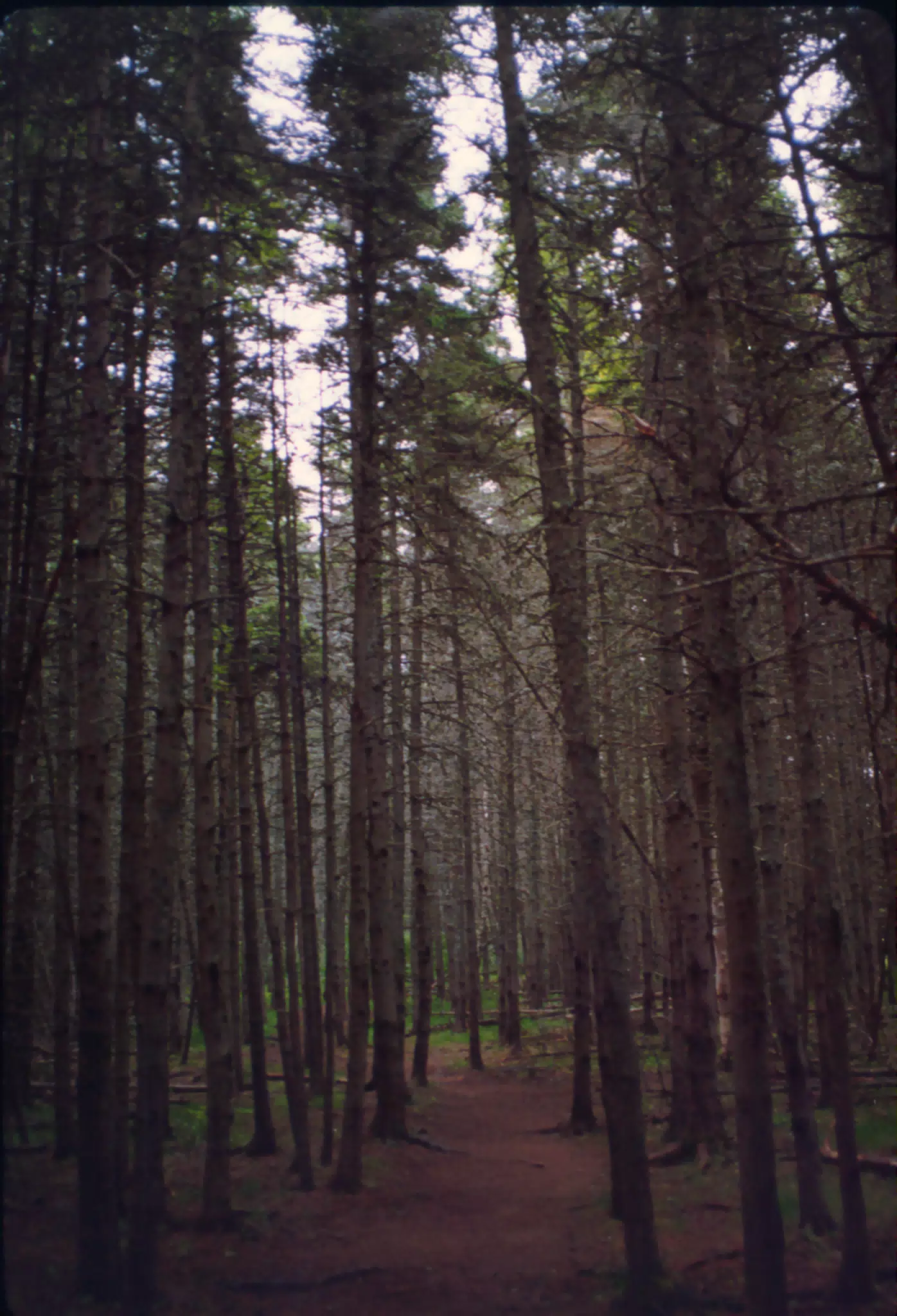 Haunted Woods, Cavendish, Prince Edward Island