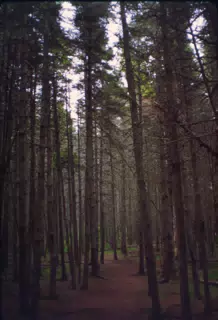Haunted Woods, Cavendish, Prince Edward Island