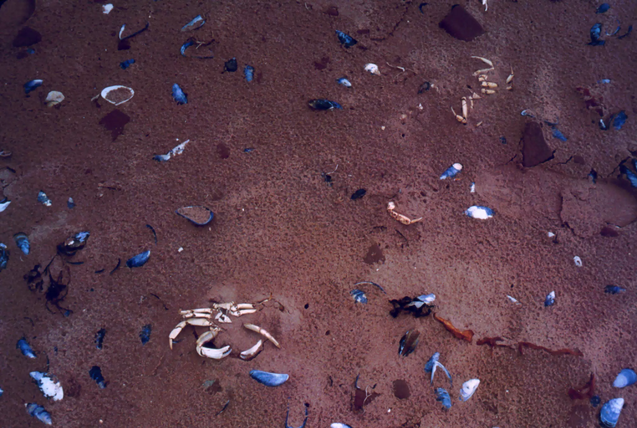 Shells on Cavendish Beach, Prince Edward Island