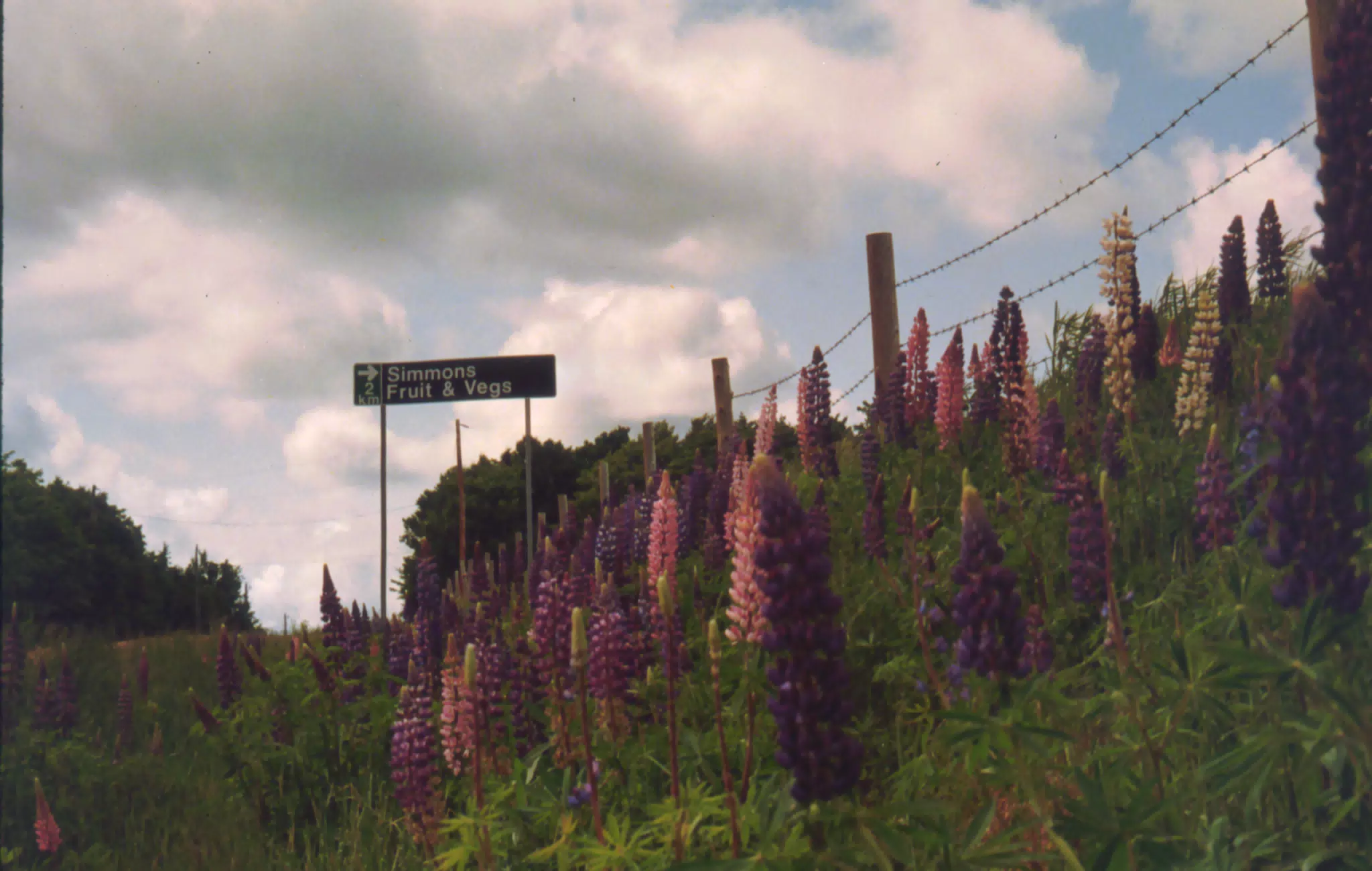 Roadside Flowers on Prince Edward Island