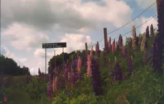 Roadside Flowers on Prince Edward Island