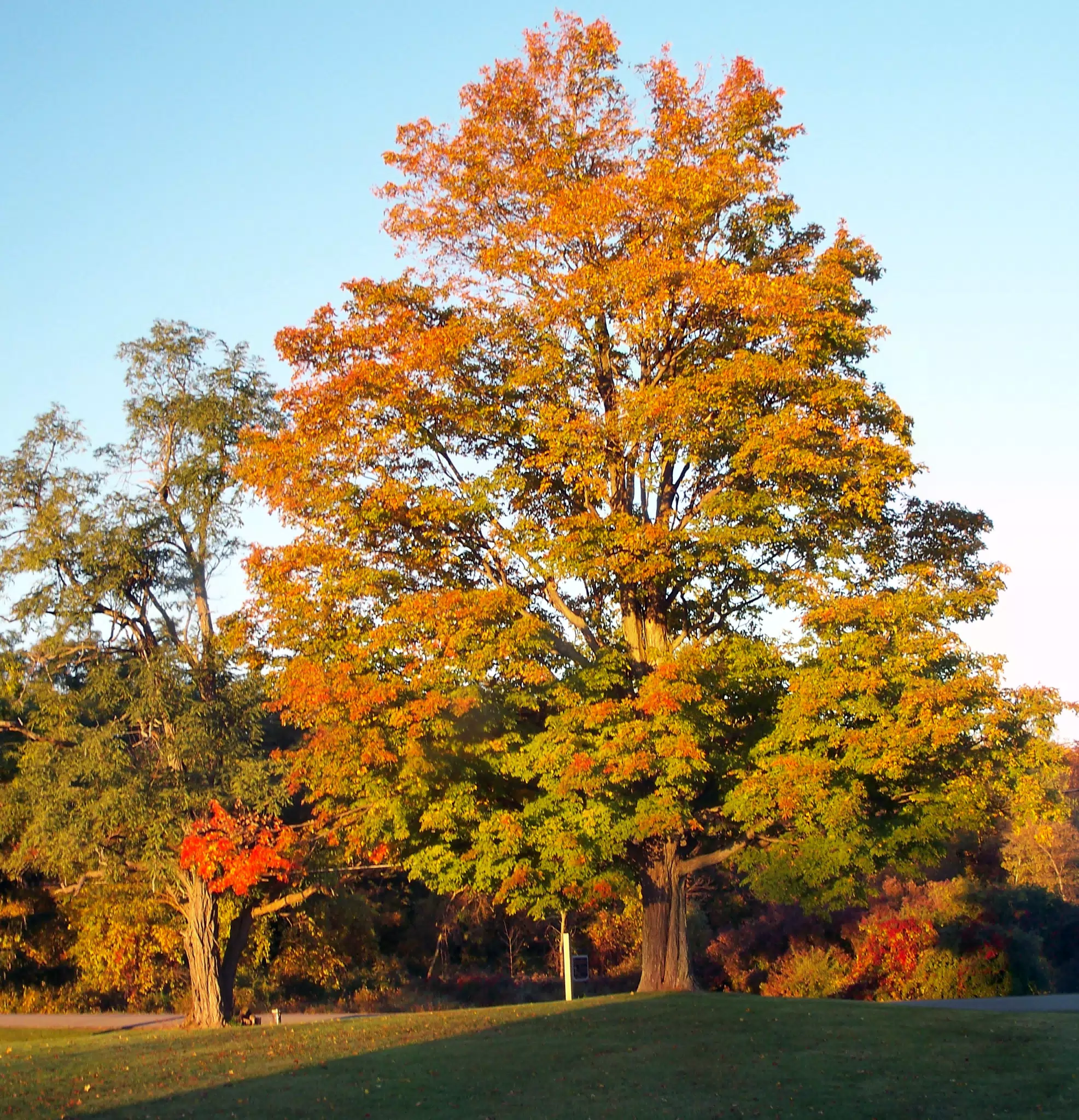 Autumn and Dad's Big Maple