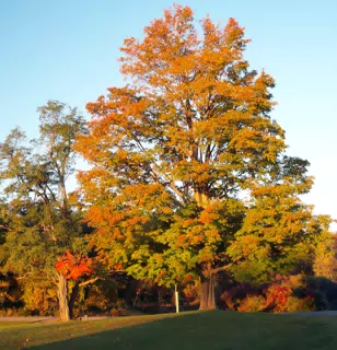 Autumn and Dad's Big Maple