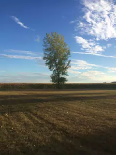 Loan Tree in the Pasture