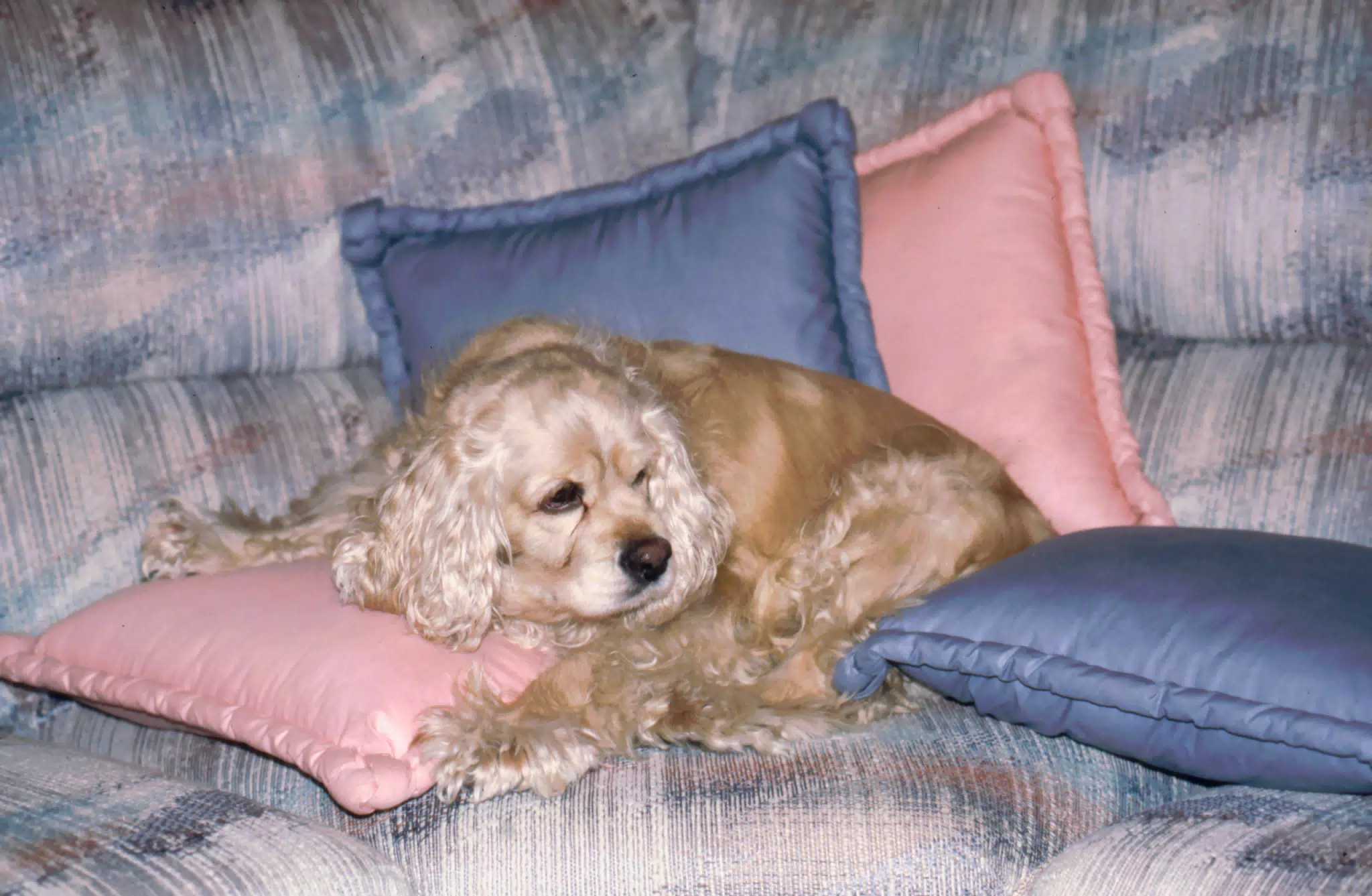 Buffer on Couch