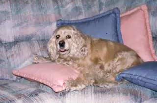 Buffer on Couch