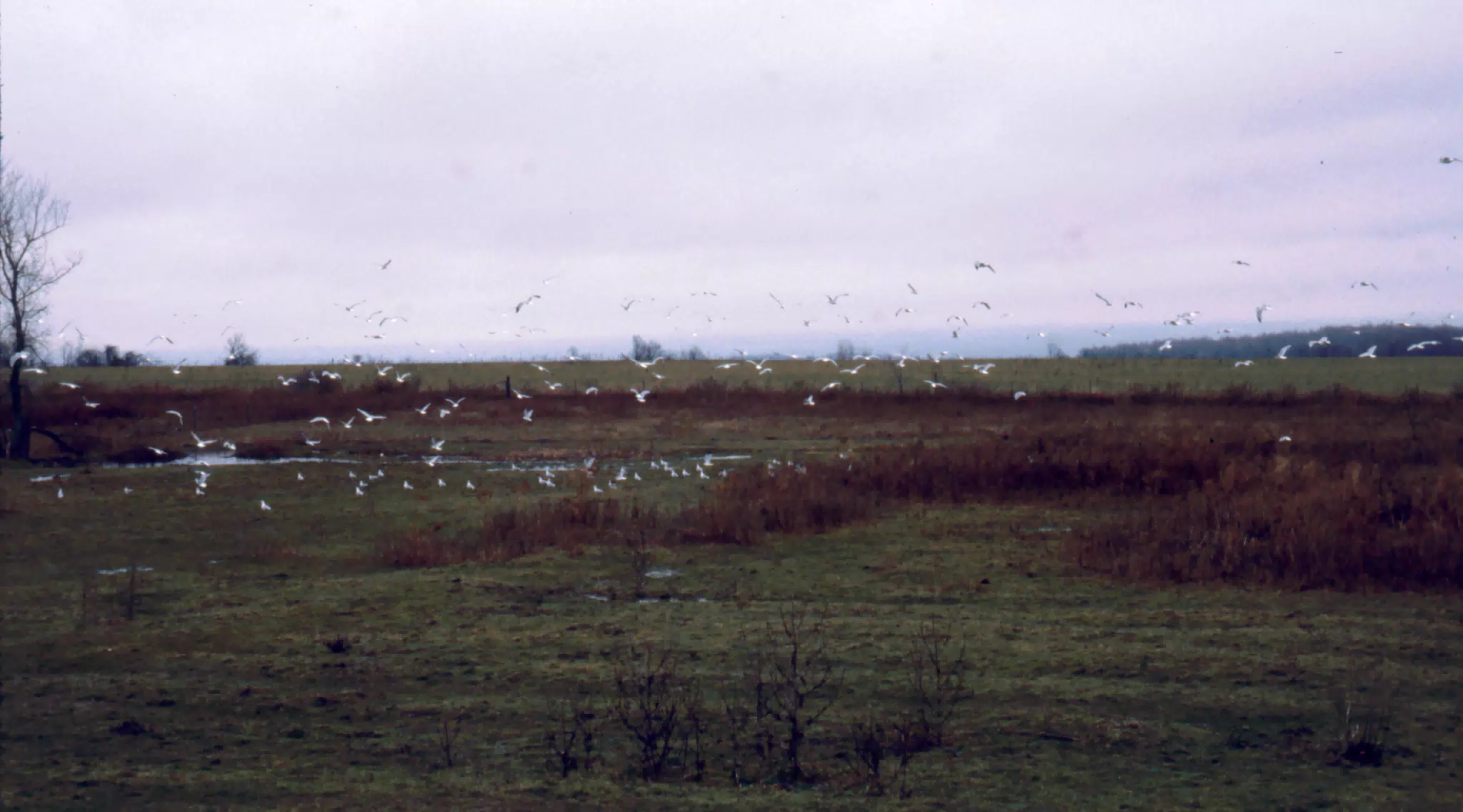 Seagulls Decending on the Farm