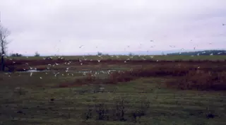 Seagulls Decending on the Farm