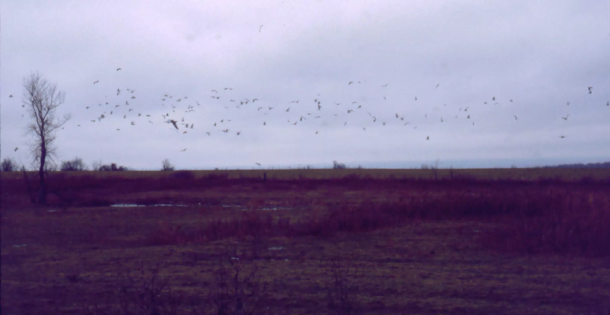 Seagulls Decending on the Farm