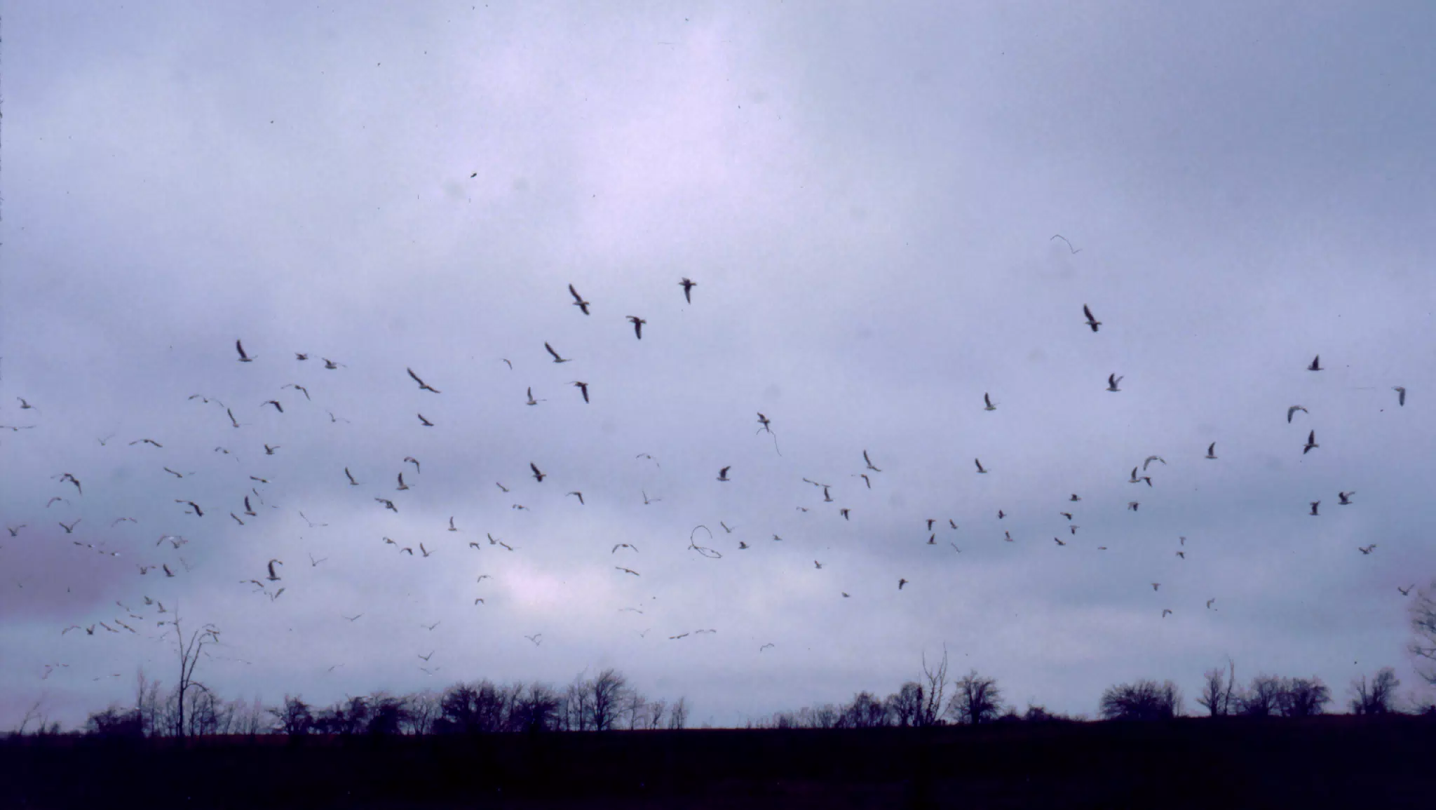 Seagulls Decending on the Farm