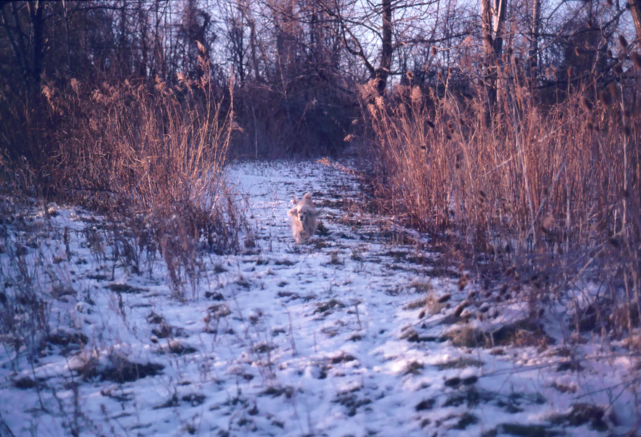 Buffer on Path in Woods
