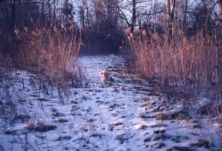 Buffer on Path in Woods
