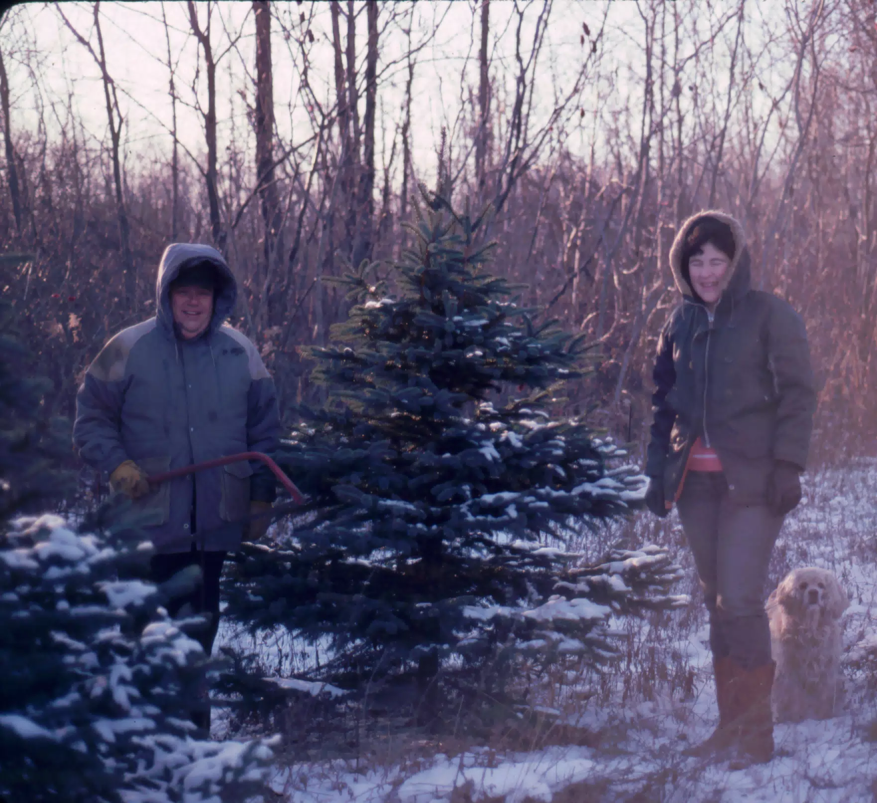 Choosing a Christmas Tree