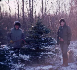 Choosing a Christmas Tree