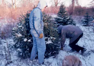 Cutting the Christmas Tree