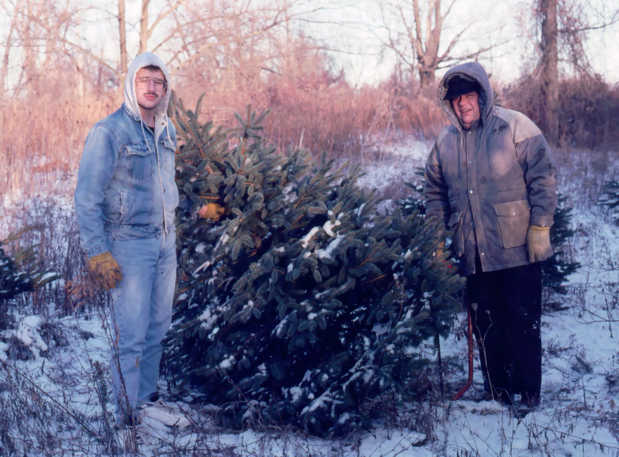 Cutting the Christmas Tree
