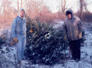 Cutting the Christmas Tree
