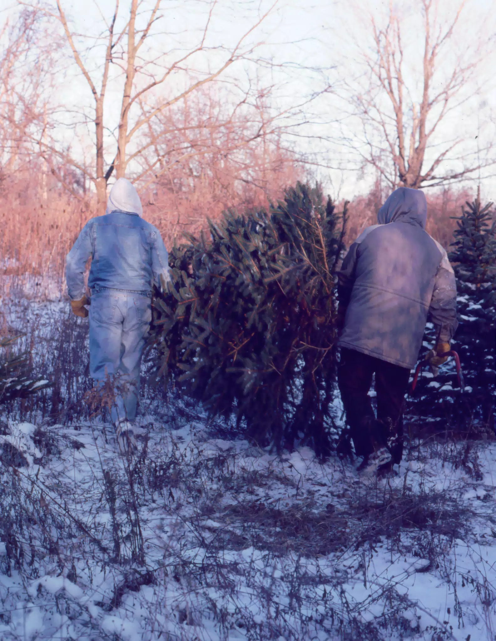 Cutting the Christmas Tree