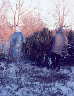 Cutting the Christmas Tree
