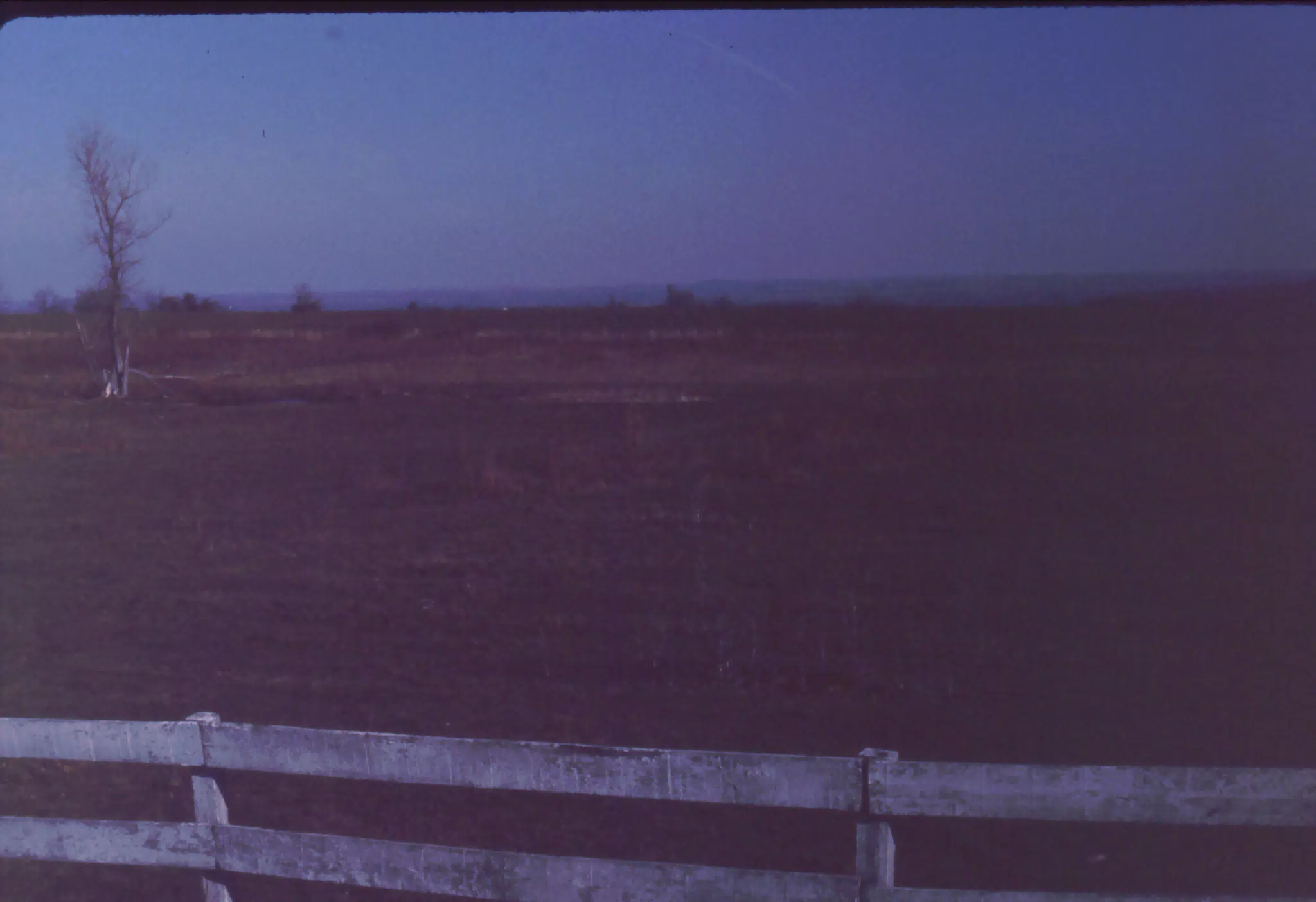 Evening Shot of Pasture