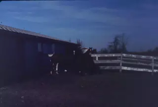 Horses in the Dark