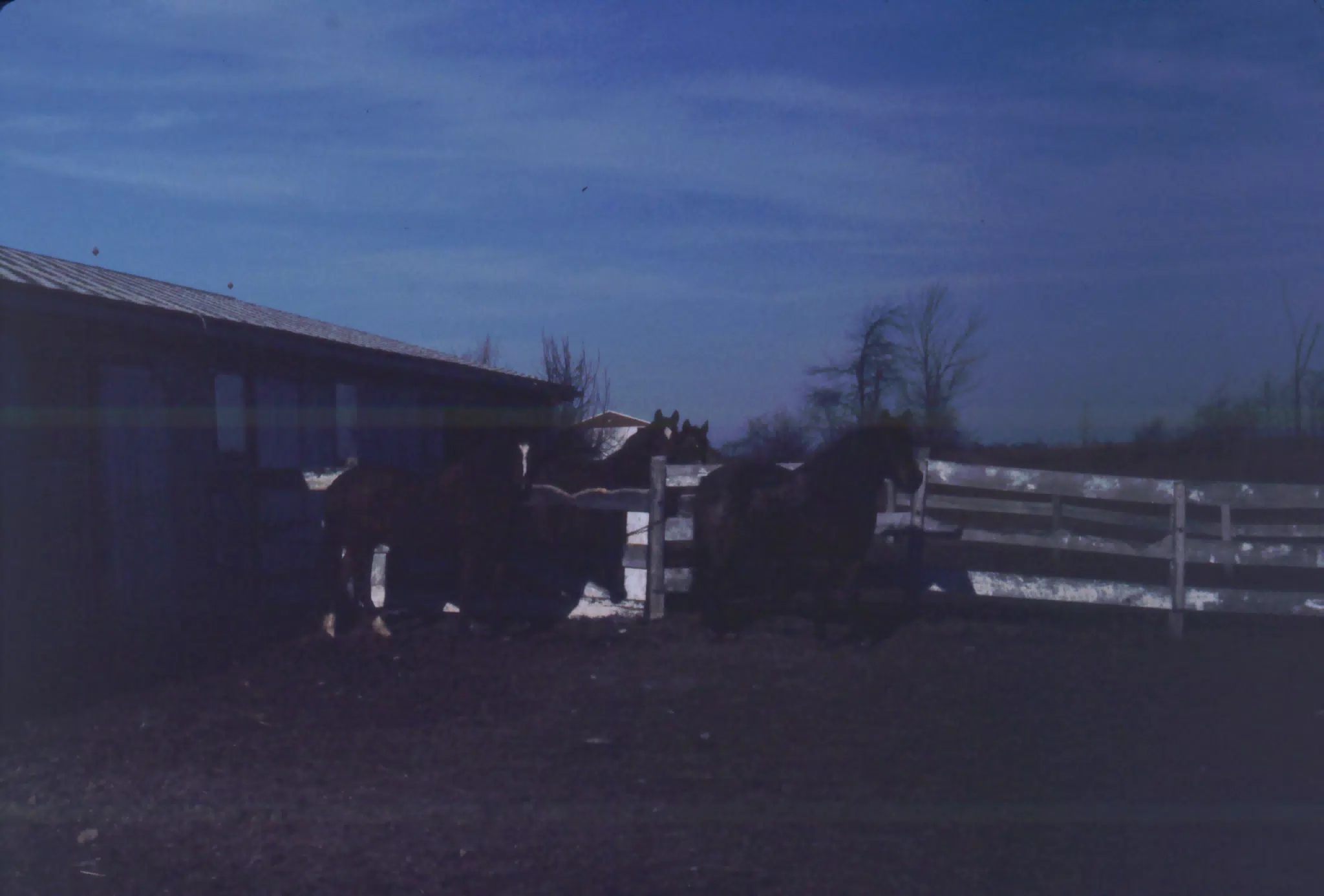 Horses in the Dark