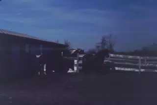 Horses in the Dark