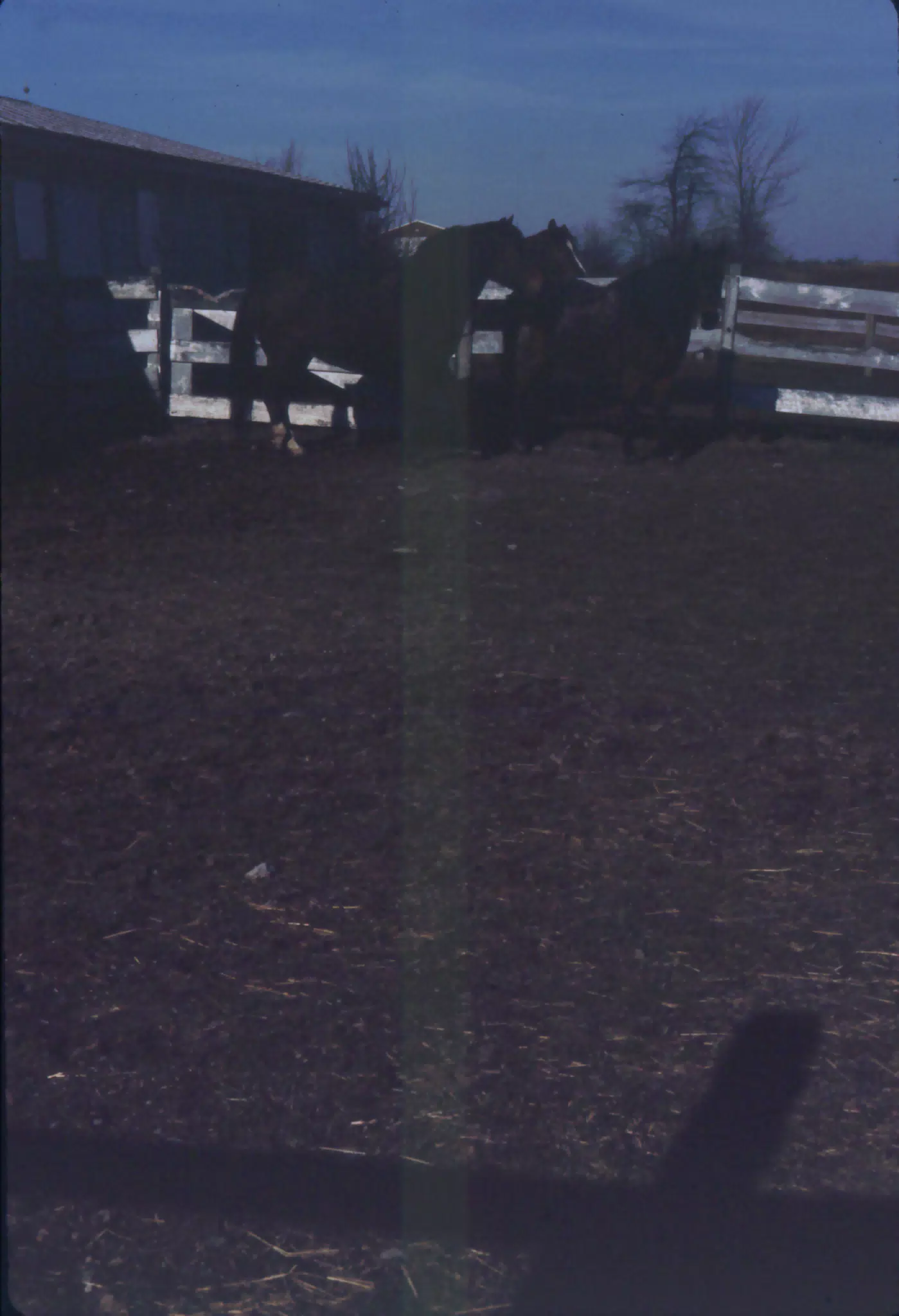 Horses in the Dark