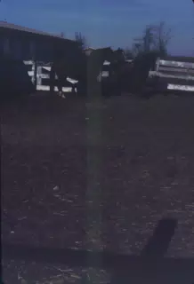 Horses in the Dark